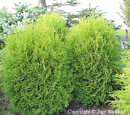 Thuja occidentalis 'Tiny Tim' -pallotuija.jpg